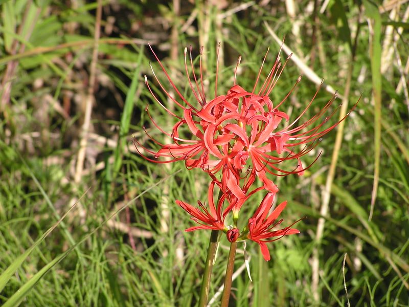 刈寄山 -- 佳月橋の下に咲いていたヒガンバナ