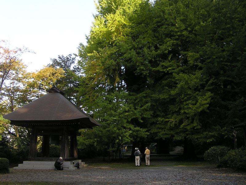 刈寄山 -- 広徳寺の鐘楼と大銀杏