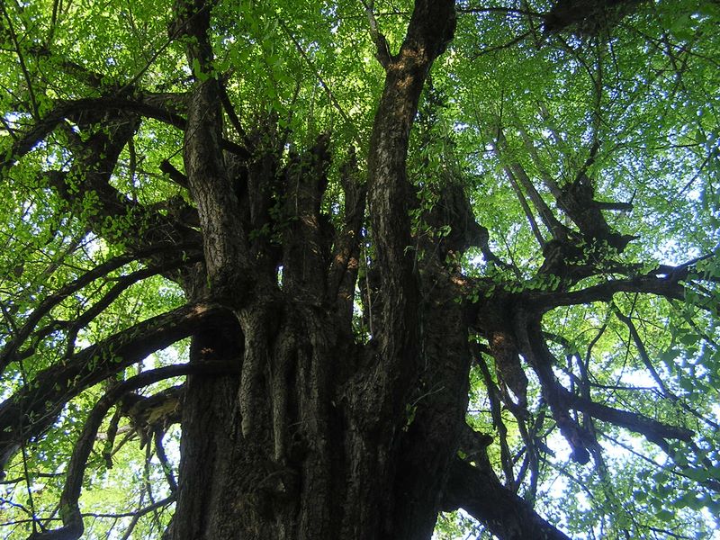 刈寄山 -- 広徳寺の大銀杏（北の木）