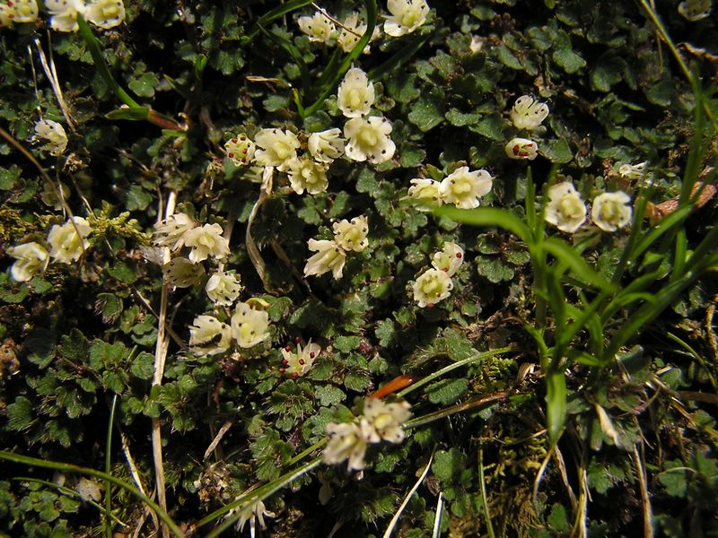 笠取山 -- ハナネコノメ