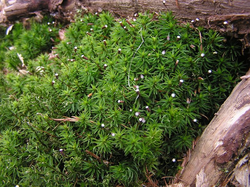 笠取山 -- きれいな苔