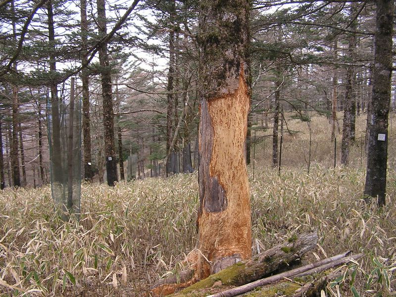 笠取山 -- 形成層を３６０度かじり取られたら、一巻の終わりです