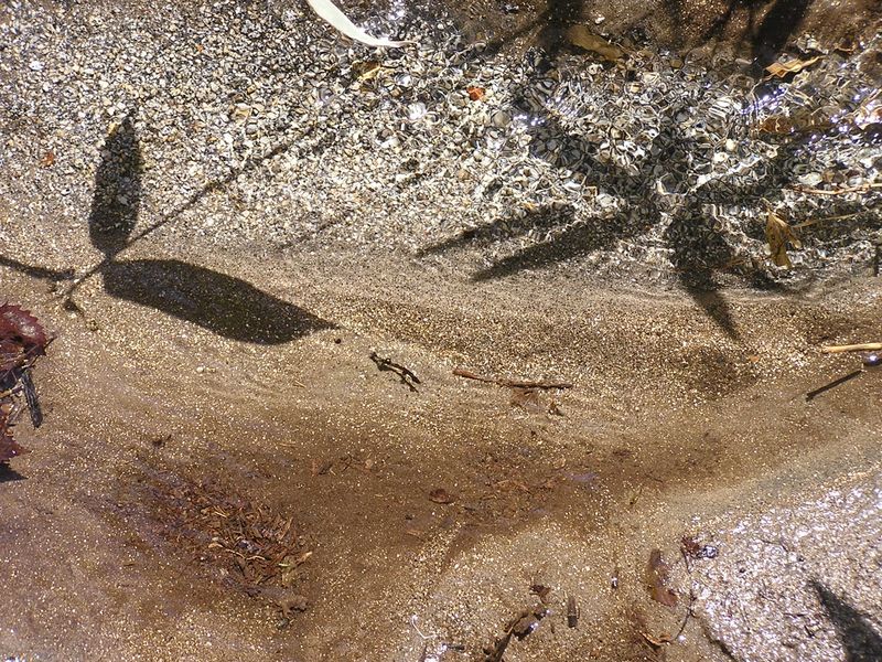 笠取山 -- 清流の底にキラキラ輝く金色の粒