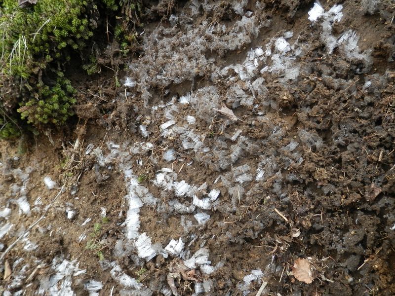 笠取山 -- 霜柱。この時点で気温は７℃