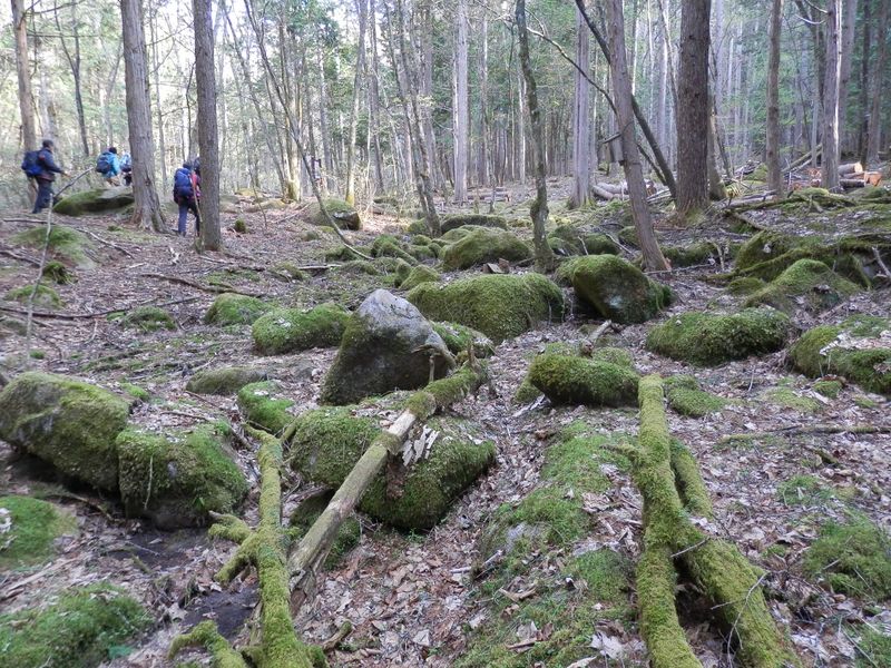 笠取山 -- 緑の苔の生した岩がゴロゴロ