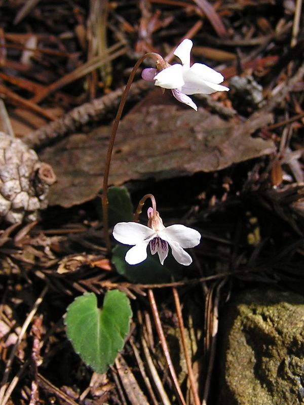 川苔山 -- フモトスミレかな