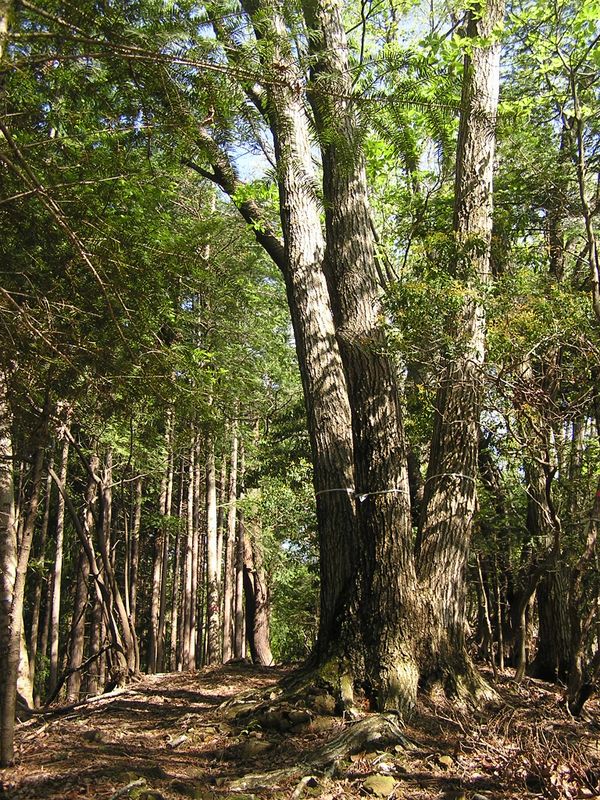 川苔山 -- コナラの2代目は三兄弟