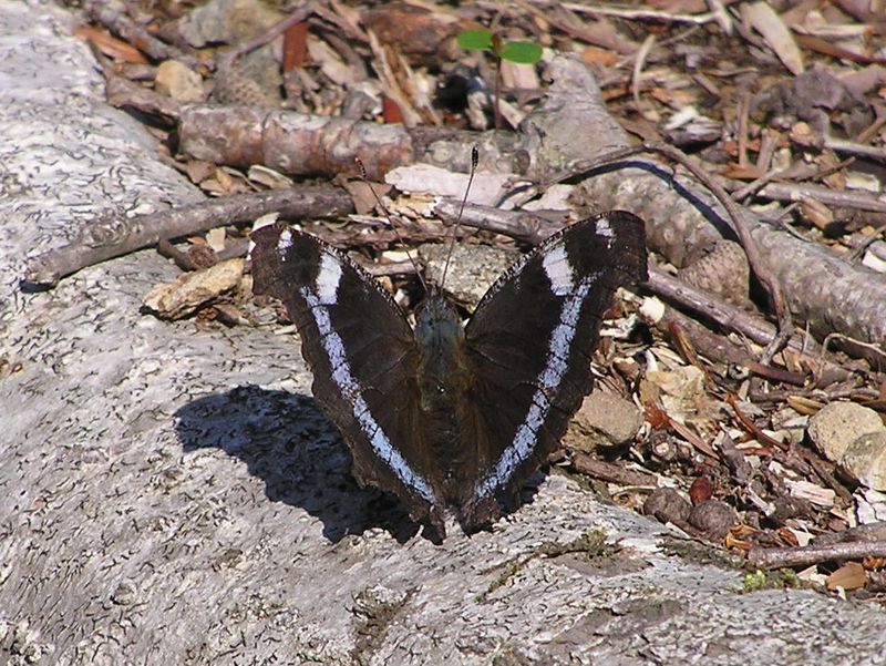 川苔山 --ルリタテハ