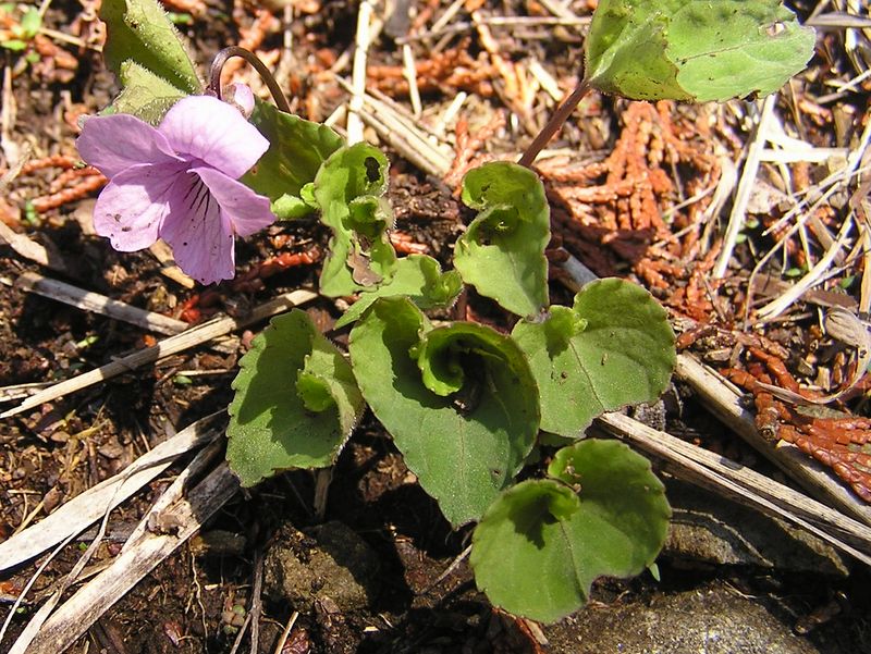 川苔山 -- アケボノスミレ