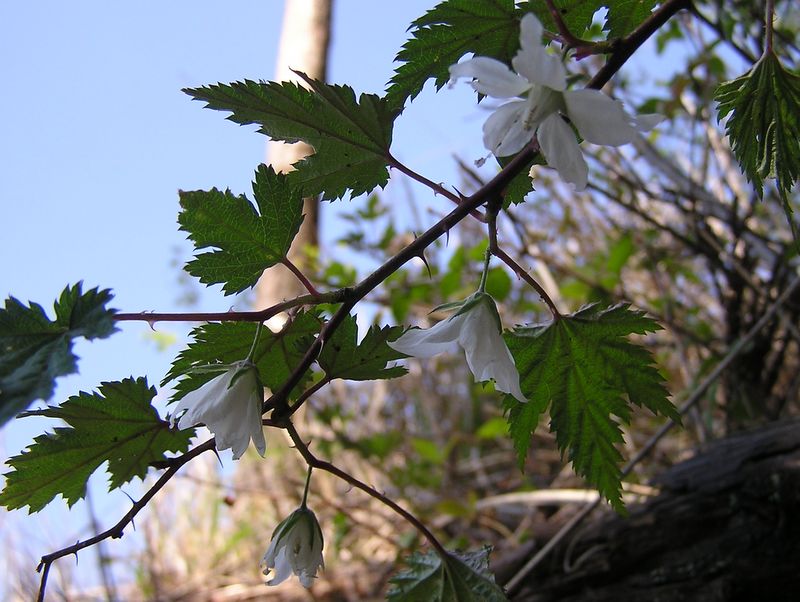 川苔山 -- モミジイチゴ