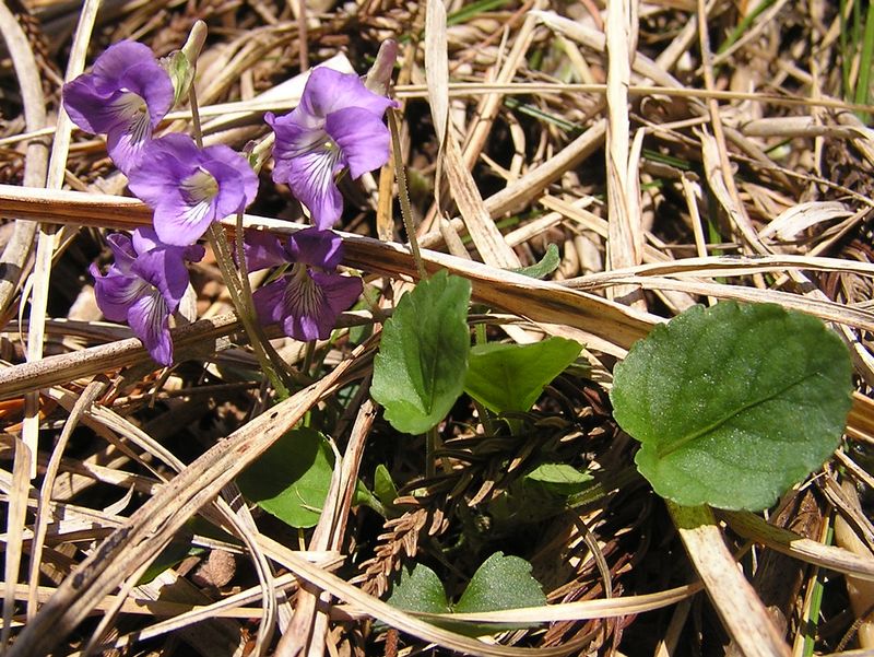 川苔山 -- ニオイタチツボスミレ