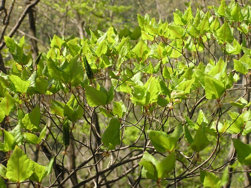 川苔山 -- このあたりのミツバツツジはずでに散ってしまっていた