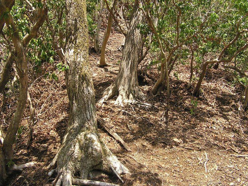 川苔山 -- 踏み跡はあってもなくても、尾根上を忠実に登って行けばよい