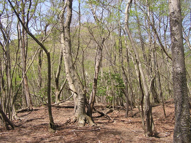 川苔山 -- 広葉樹林越しに見えるピークは、真名井沢の頭か？