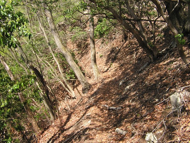 川苔山 -- 斜面上の道は滑りやすそう