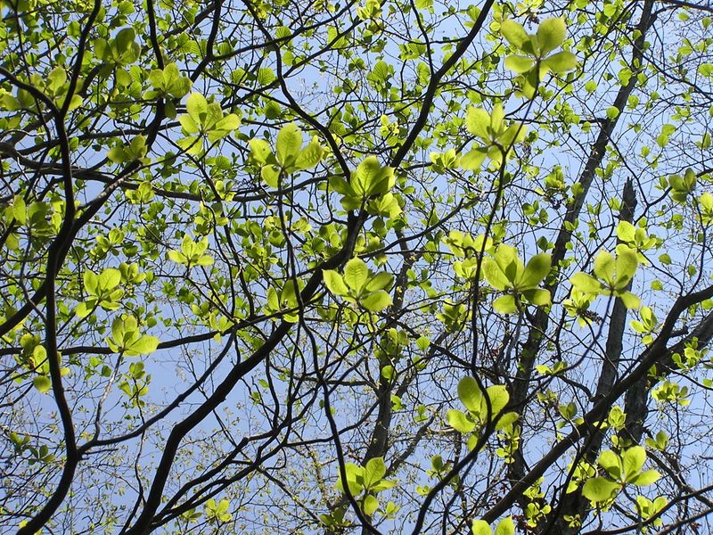 川苔山 -- 地面に落ちたアカヤシオの花を見つけて見上げるが