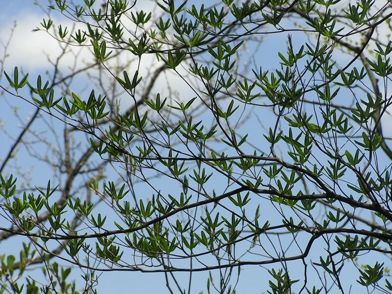 川苔山 -- これはシロヤシオだろうか？