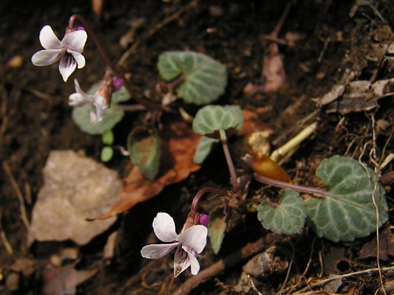 川苔山 -- フイリフモトスミレかな