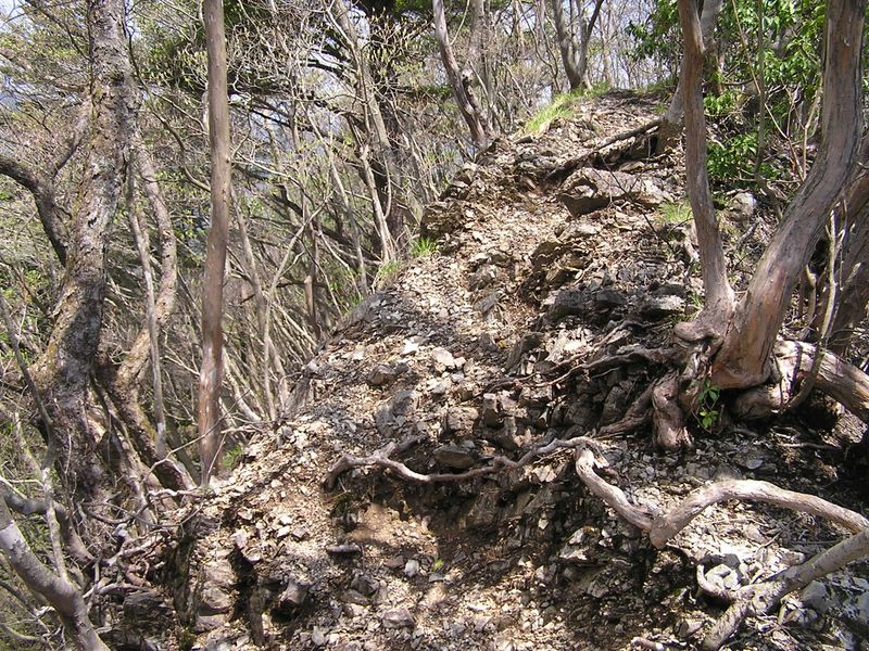 川苔山 -- 川苔山から下りてきた場合、間違って直進してしまいそうな尾根