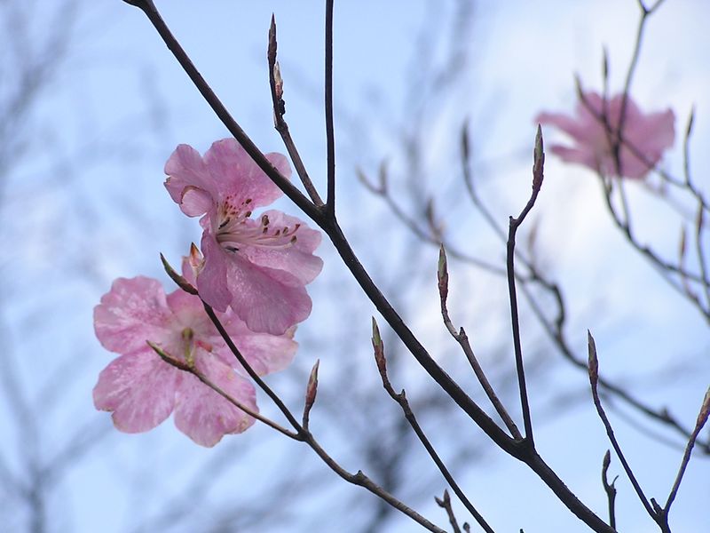 川苔山 -- わずかに咲き残っていたアカヤシオ