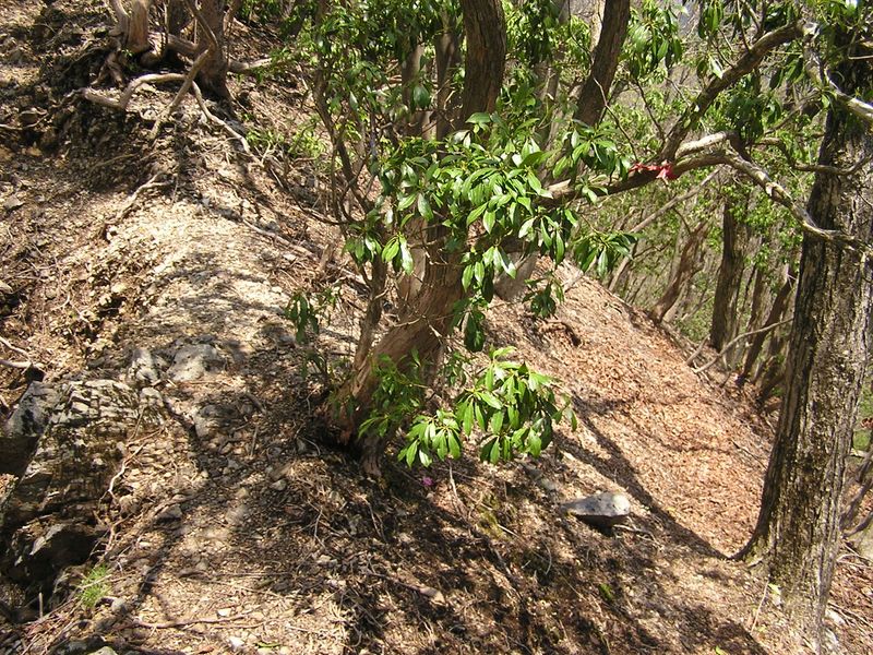川苔山 -- 逆経路で真名井北稜を下る場合は、この赤いテープから右下に進む