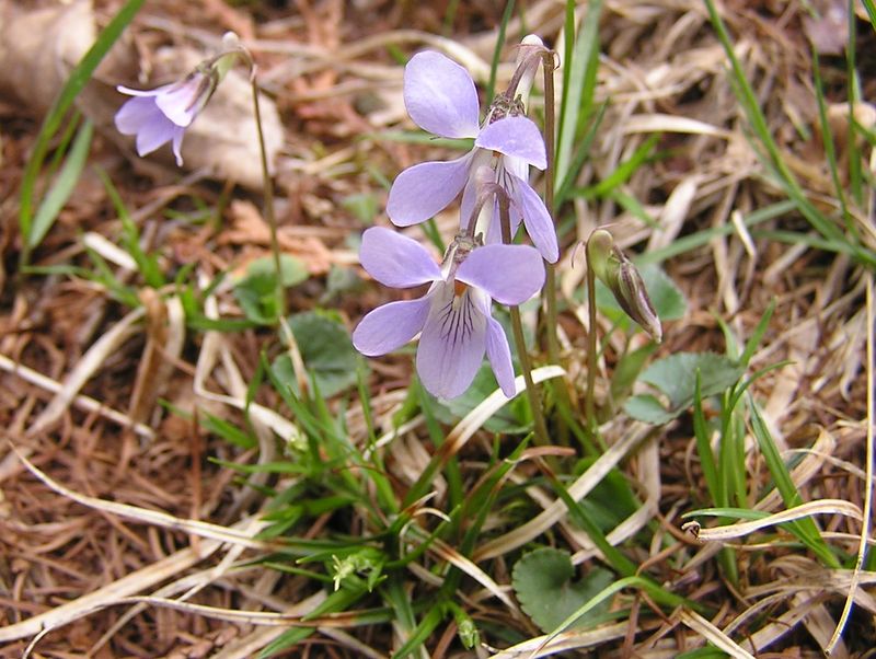 川苔山 -- この防火帯のあたり、スミレがいっぱい