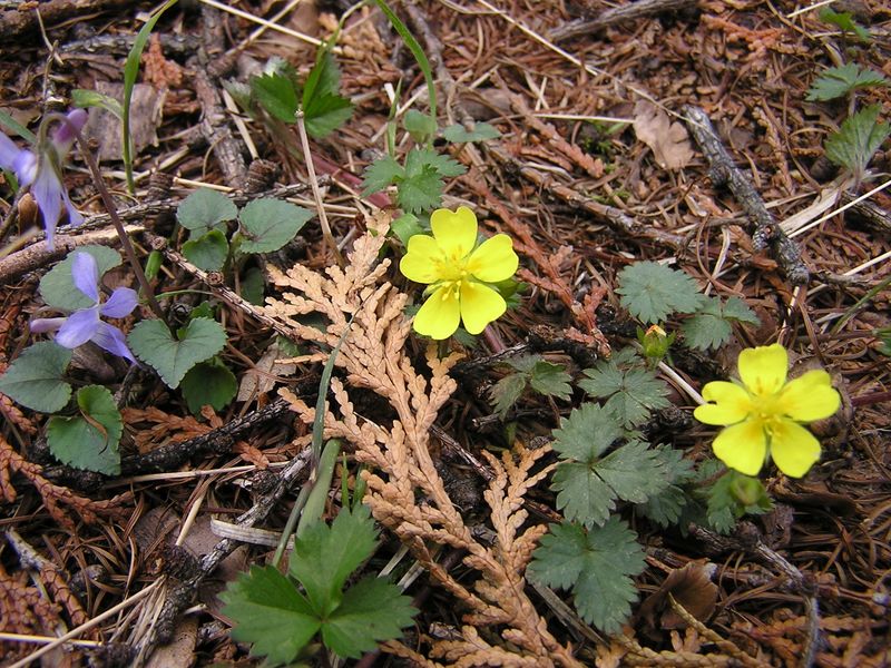 川苔山 -- ツルキンバイかなあ？
