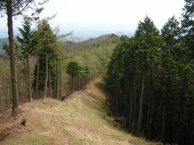 川苔山 -- 防火帯の尾根より、真名井沢の頭を振り返る