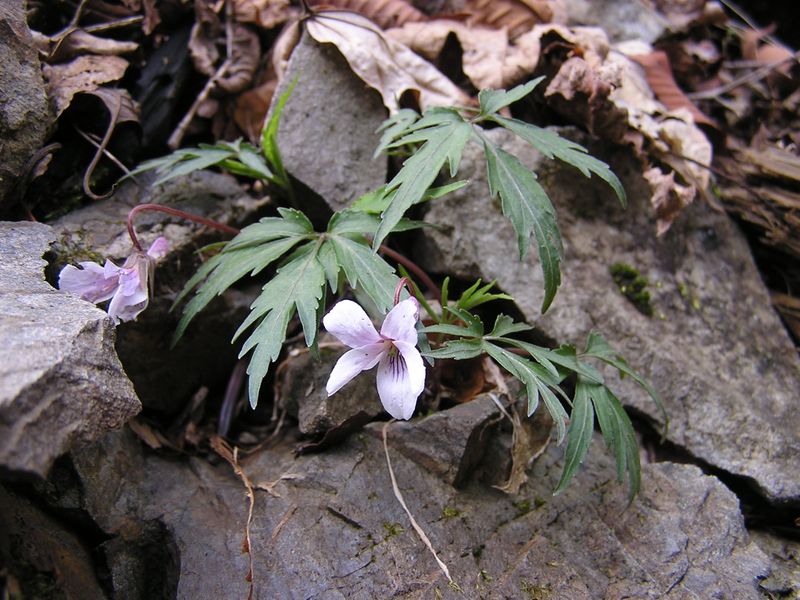 川苔山 -- エイザンスミレ