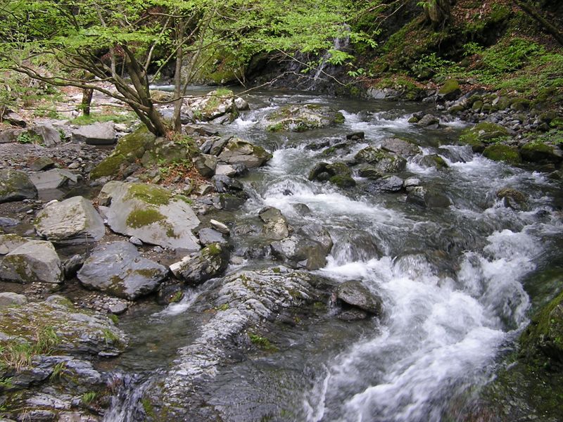 川苔山 -- このあたりで弁当を食べるのも悪くない