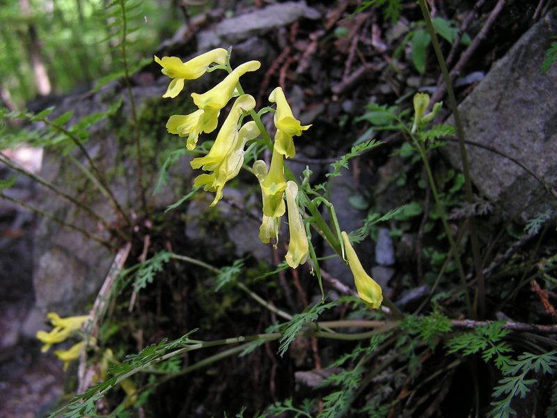 川苔山 -- ミヤマキケマン