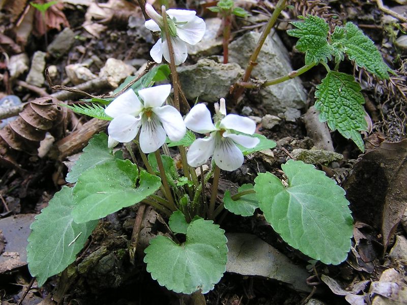 川苔山 -- マルバスミレかな