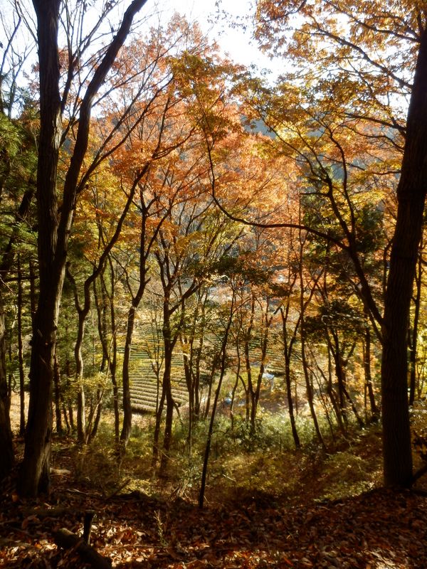 茶畑を振り返る