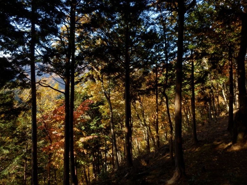 里から見えたまだら模様