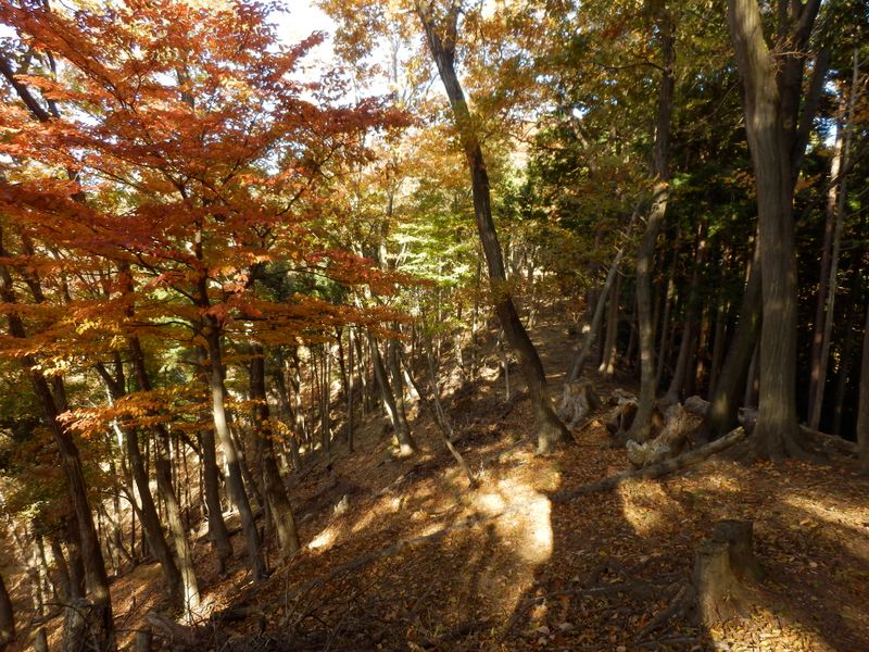 シカが5頭横切って