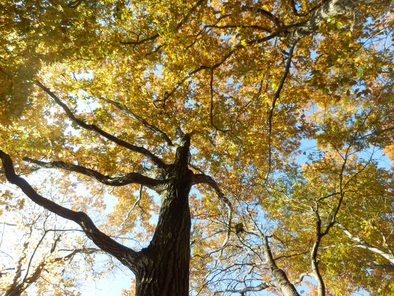 コナラやクヌギの黄葉