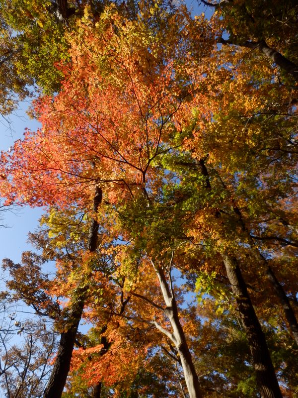 イチ推しの紅葉