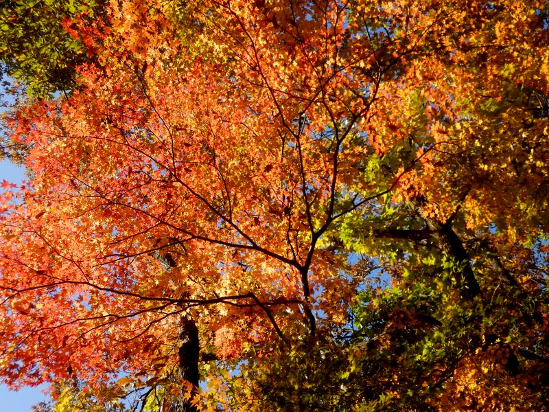紅葉にズームイン