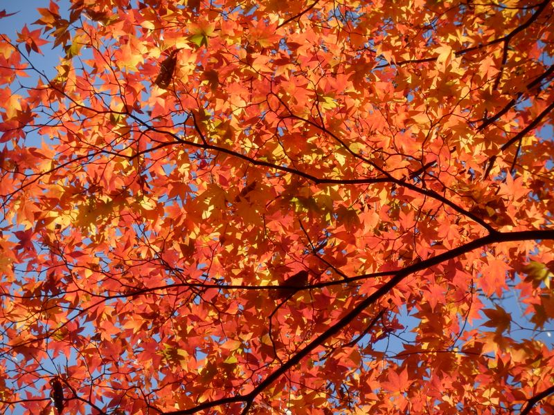 紅葉にもっとズームイン