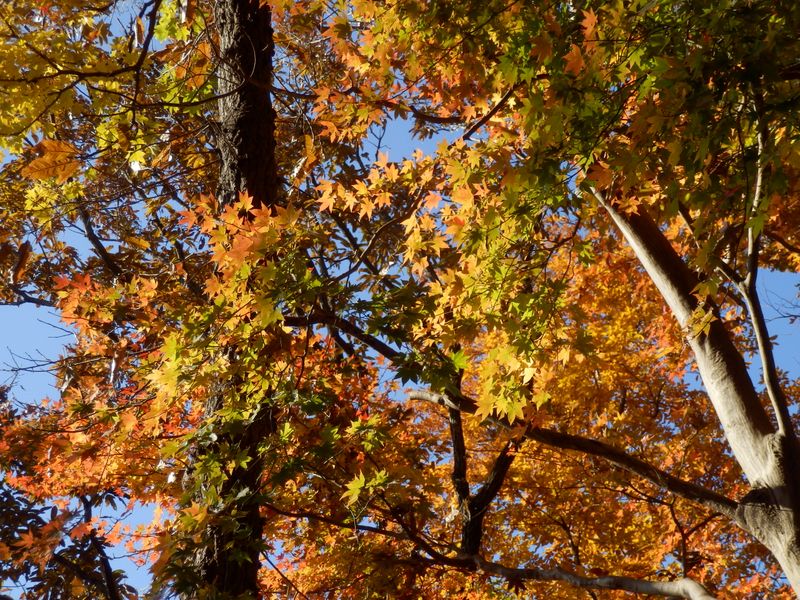 すばらしい彩色の紅葉