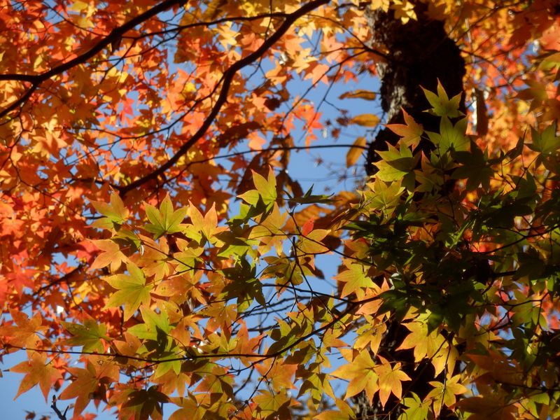紅葉のグラデーション