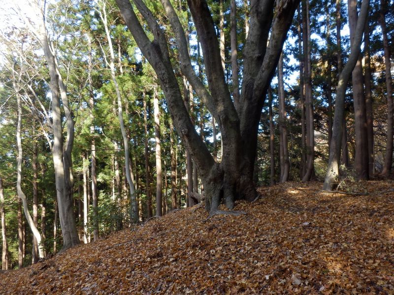 煤ヶ谷高取山はこのあたりかな？