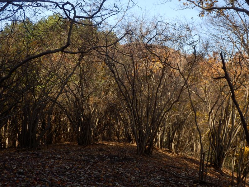 アブラチャンがたくさん