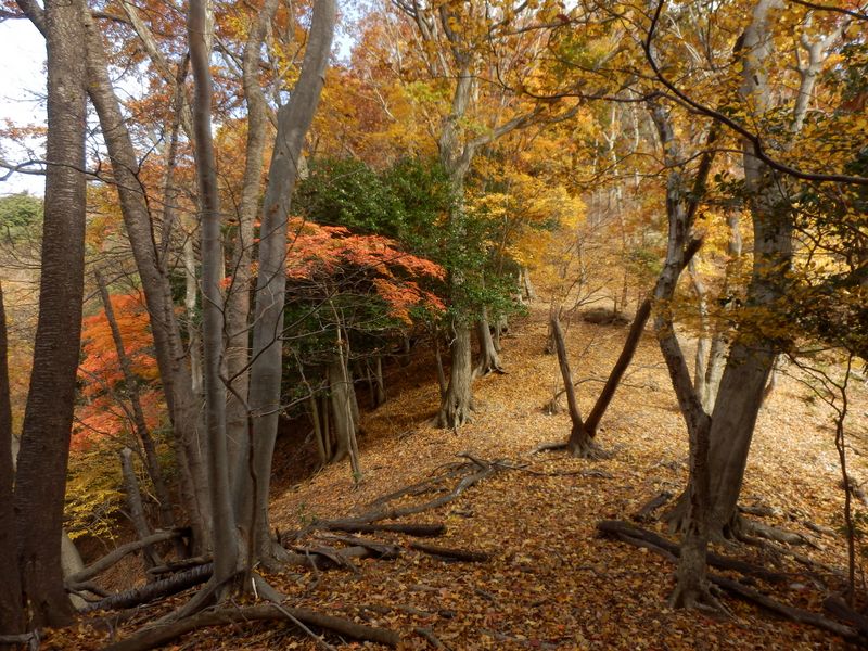 尾根が急峻になる