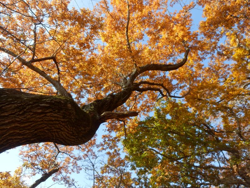 天に昇る竜のように