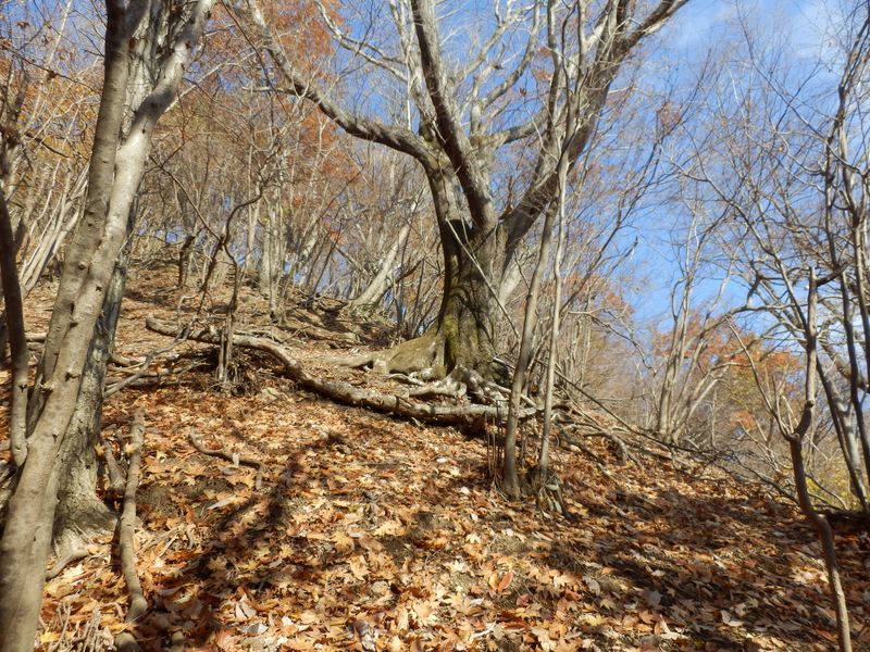 木から木へと移動しながら登る