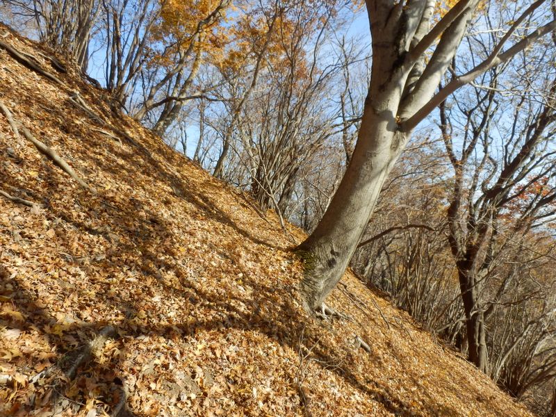 次はあの木に移動できるかな？