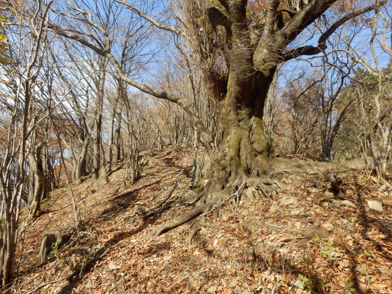 天狗巣病のヤマザクラ