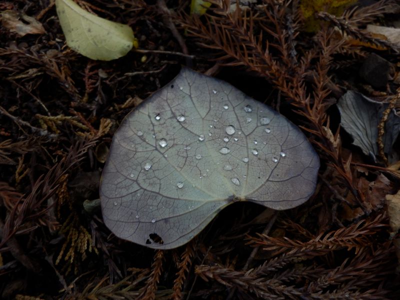 この葉にだけ水玉