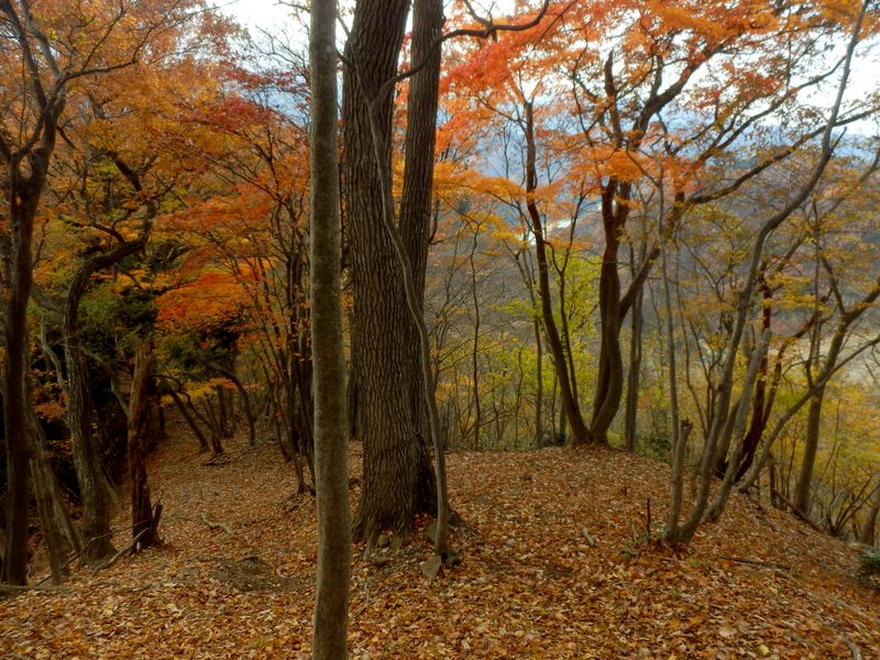 土山峠への下り